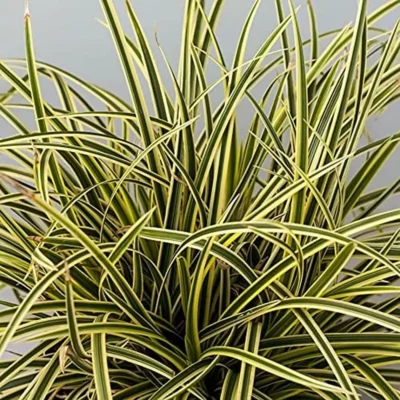 Carex Morrowii Vanilla Ice