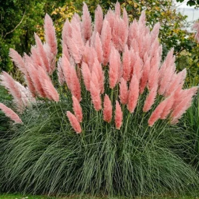 Cortaderia Selloana Rosea