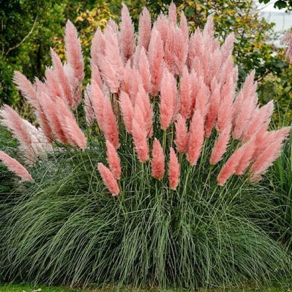Cortaderia Selloana Rosea