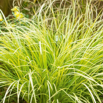 Acorus Gramineus Ogon