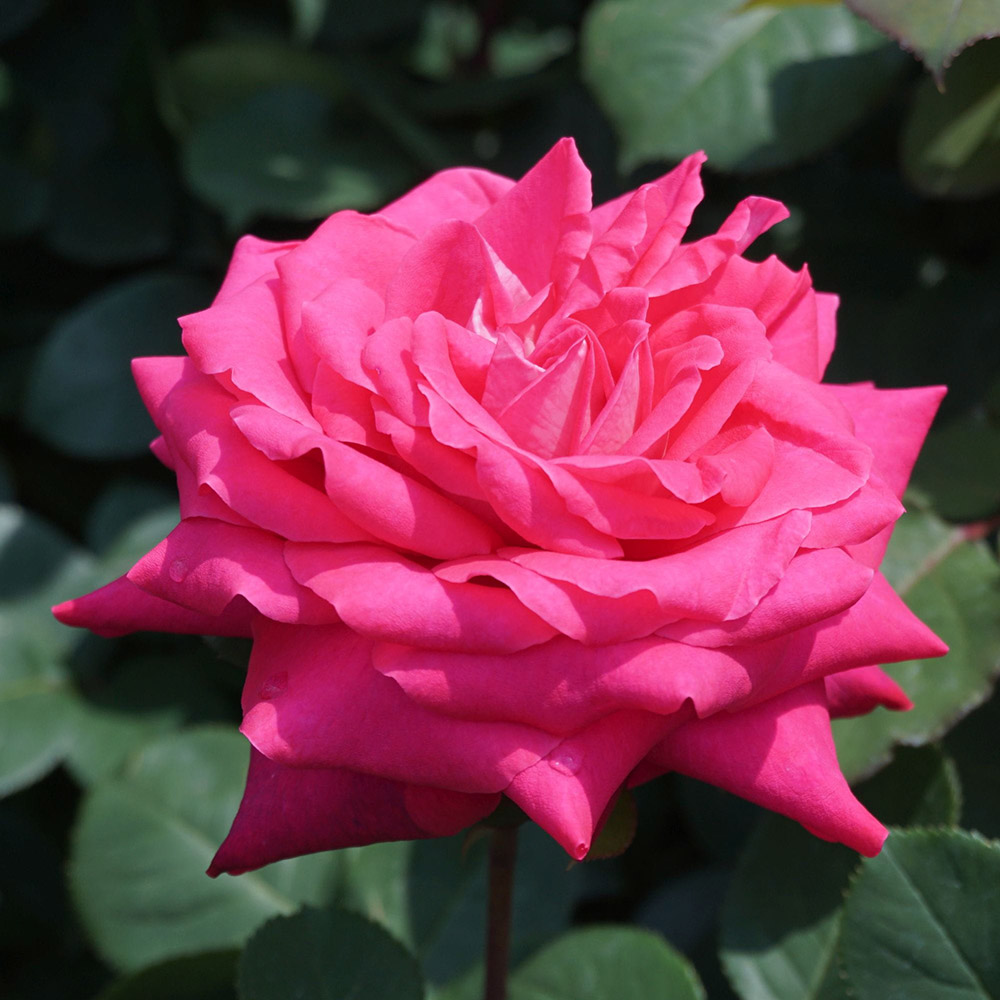 Demo Rosa - immagine 3