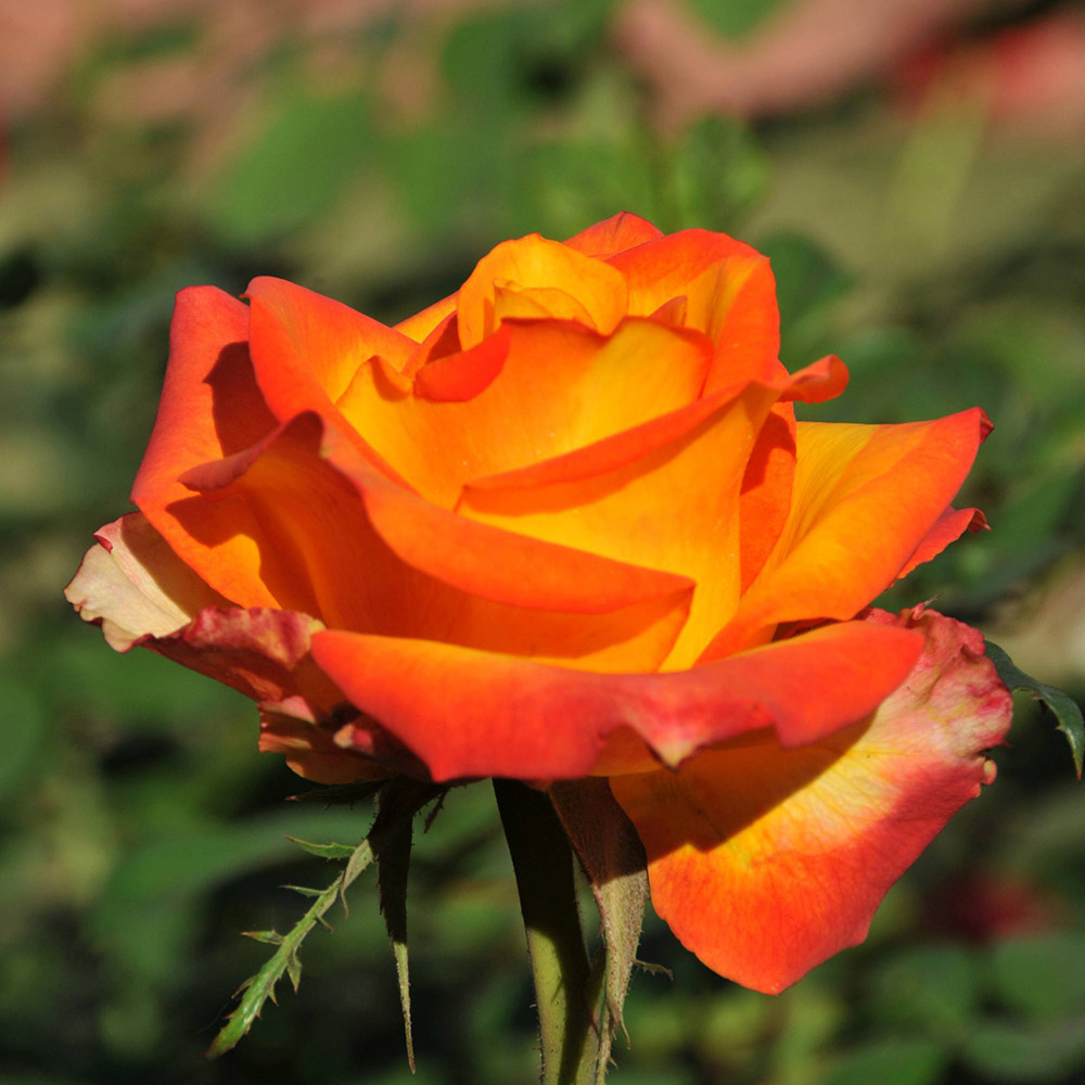 Demo Rosa - immagine 4