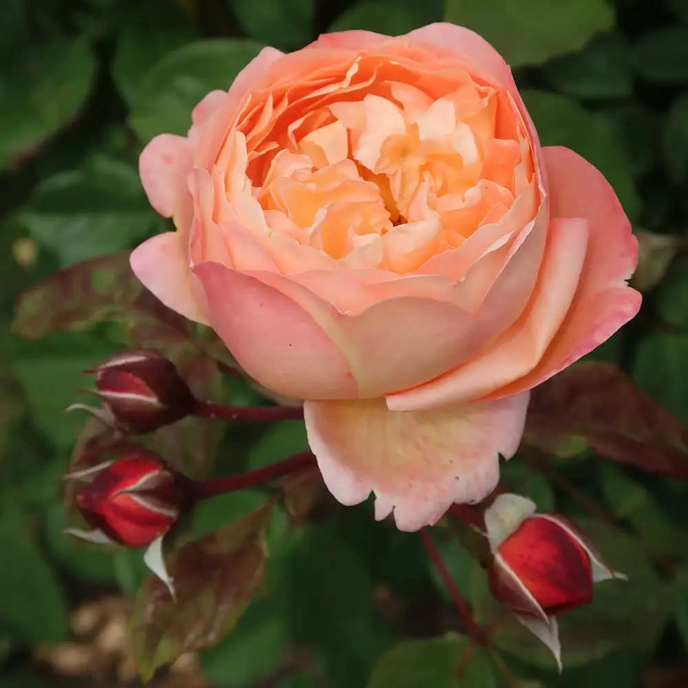 Demo Rosa - immagine 5