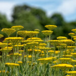 Achillea Filipendulina Cloth of Gold