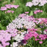 Achillea Millefolium Liliac Beauty