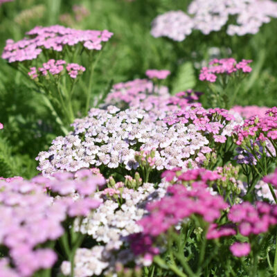 Achillea Millefolium Liliac Beauty
