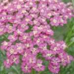 Achillea Millefolium Pretty Belinda