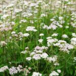 Achillea Millefolium Schneetaler