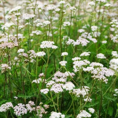 Achillea Millefolium Schneetaler