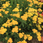 Achillea Millefolium Skysail Yellow
