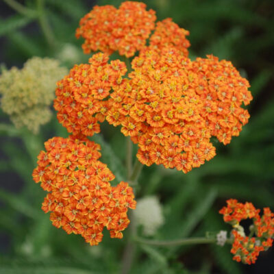 Achillea Mmillefolium Terracotta