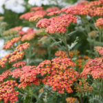 Achillea Millefolium Walther Funcke