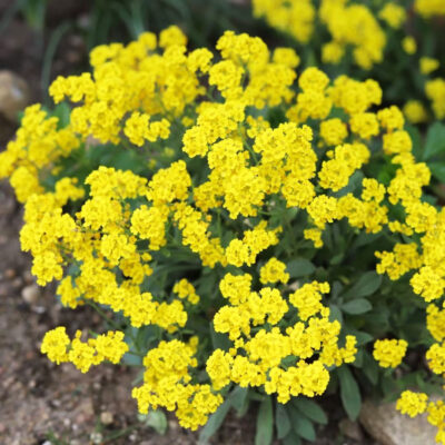 Alyssum Montanum Luna Yellow
