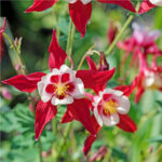 Aquilegia Caerulea Earlybird Red-White