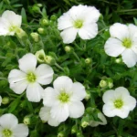 Arenaria Montana Ronda