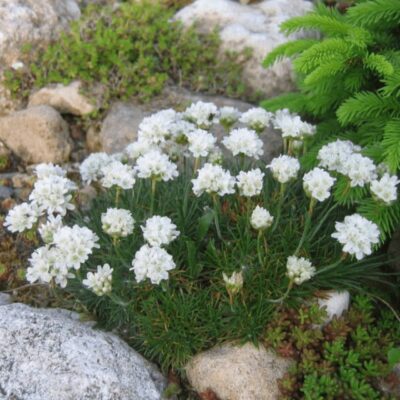 Armeria Marittima Abbey White