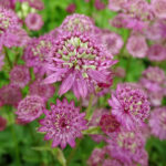 Astrantia Major Roma