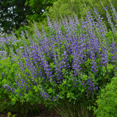 Baptisia Hyb. Decadence Blueberry Sunday