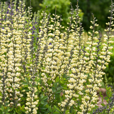 Baptisia Hyb. Decadence Vanilla Cream