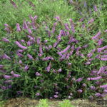 Buddleia Davidii Lavander Cupcake