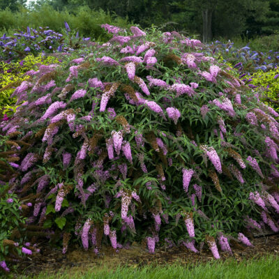 Buddleia Davidii Pink Cascade