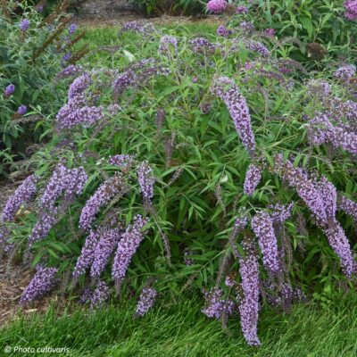 Buddleia x hyb. Wisteria Lane