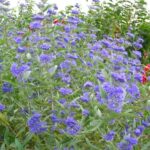 Caryopteris Cladonensis Kew Blue