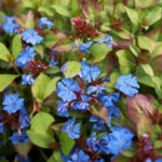 Ceratostigma Plumb. Gentian Blue