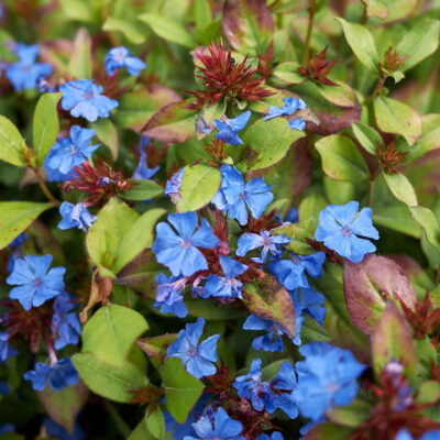 Ceratostigma Plumb. Gentian Blue