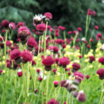 Cirisium Rivulare Atropurpureum