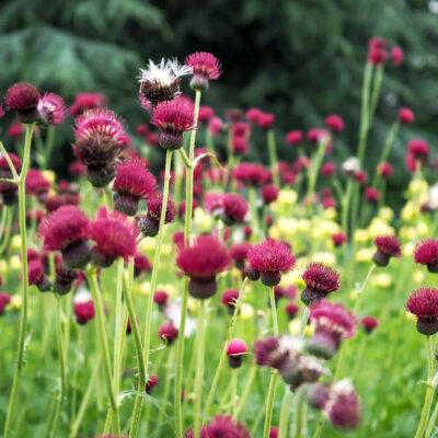 Cirisium Rivulare Atropurpureum