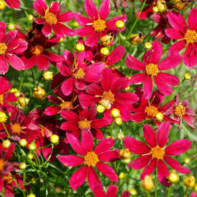 Coreopsis Verticillata Ruby Red