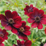 Cosmos Chocamocha
