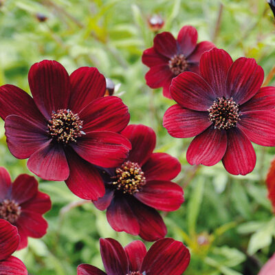 Cosmos Chocamocha