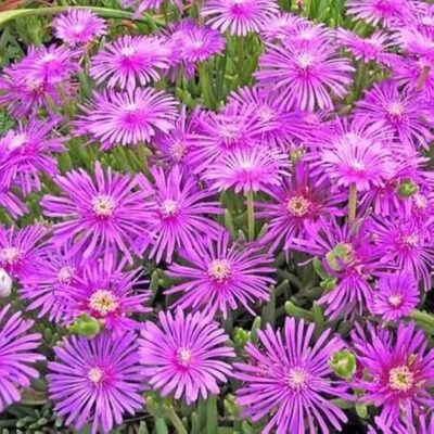 Deolsperma Cooperi Table Mountain