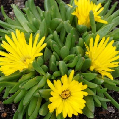 Delosperma Cooperi Yellow