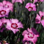 Dianthus Plumarius Angel of Hope