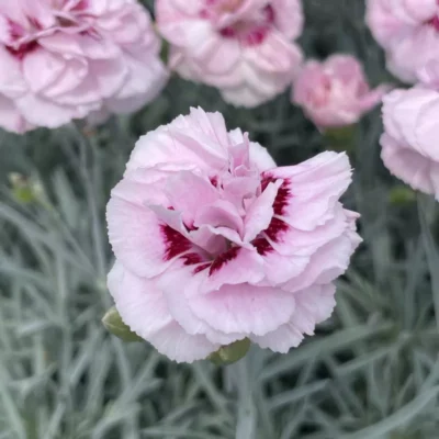 Dianthus Plumarius Angel of Virtue