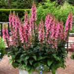 Digiplexis Berry Canary