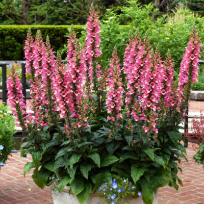 Digiplexis Berry Canary