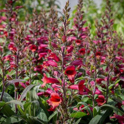 Digiplexis Illumination Rasberry