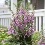 Digitalis x Hybrida Pink Panther