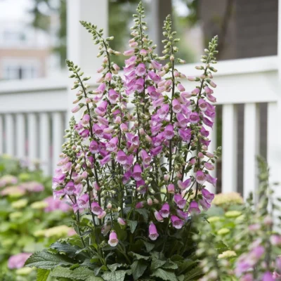 Digitalis x Hybrida Pink Panther
