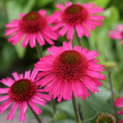 Echinacea hyb. Delicious Candy