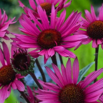 Echinacea hyb. Fatal Attraction