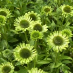 Echinacea Hyb. Green Jewel