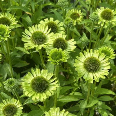 Echinacea Hyb. Green Jewel