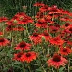 Echinacea Hyb. Hot Lava