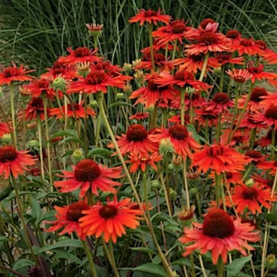 Echinacea Hyb. Hot Lava
