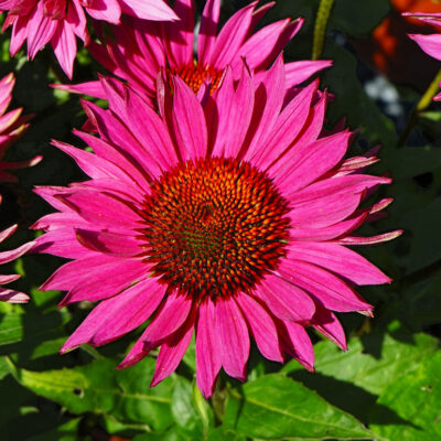 Echinacea Hyb. JS Roho